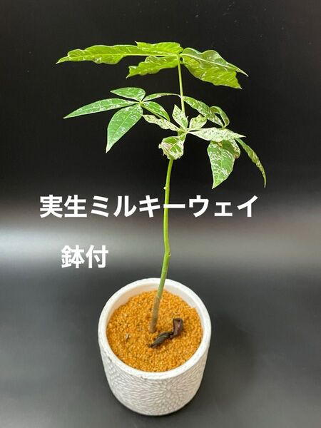 【実生】斑入りパキラ ミルキーウェイ/鉢付【現品】