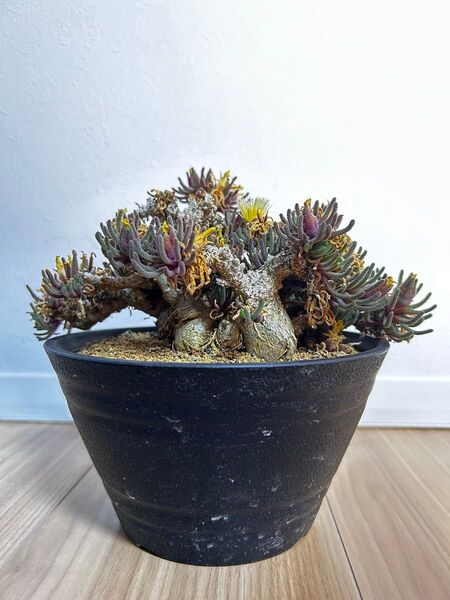 【希少】フィロボロス レスルゲンス 発根済 塊根植物