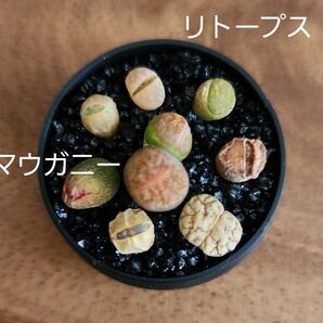 鉢つき!コノフィツム マウガニー リトープスのセット
