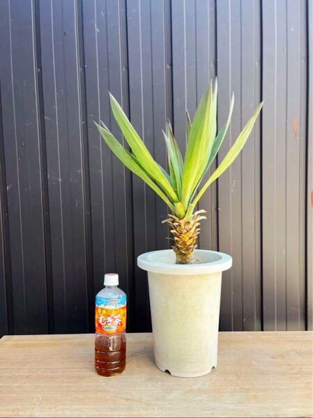格安 ユッカ グロリオサ キミガヨラン ドライガーデン Yucca ロックガーデン