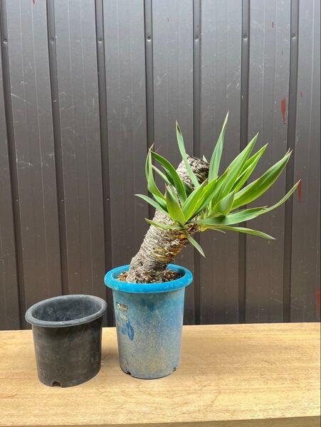 ユッカグロリオサ アツバキミガヨラン ドライガーデン Yucca