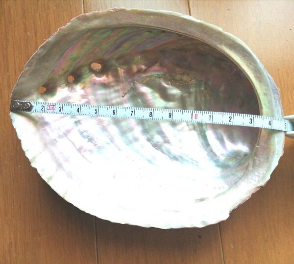 鮑の貝殻 約15センチ2個セット