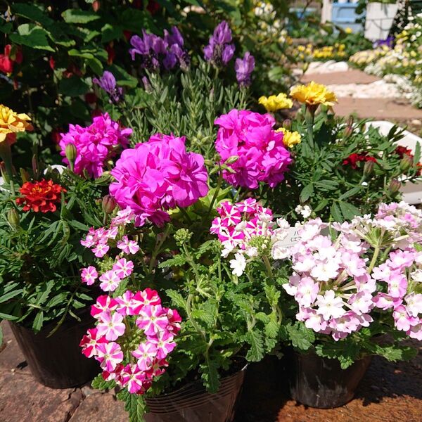 夏のお花 お色合わせセット!6株