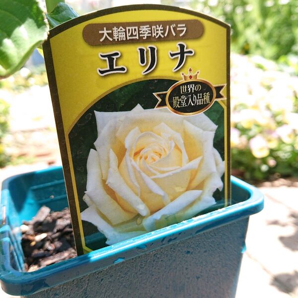 【エリナ】 接ぎ木 四季咲き 大輪 バラ 苗 バラ苗 HT