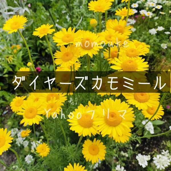 ダイヤーズカモミール ハーブの種 100粒以上
