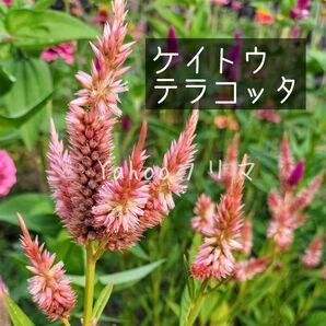 ケイトウ テラコッタ 花の種 200粒以上