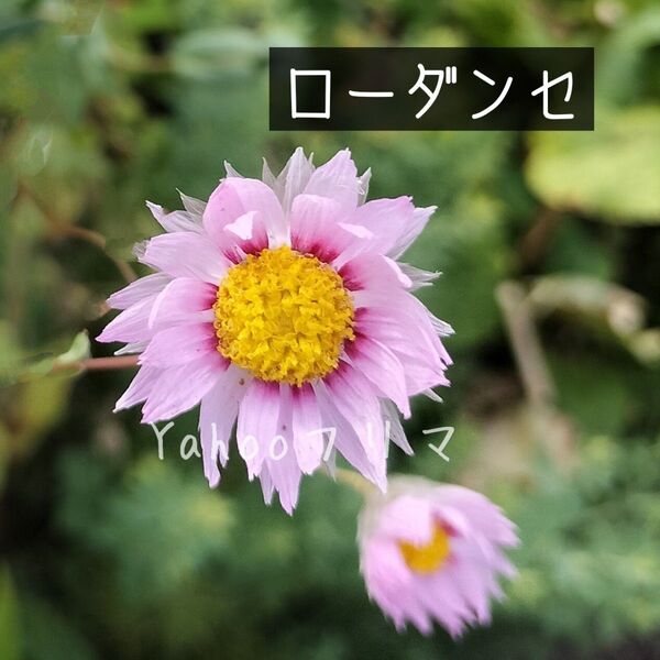 ローダンセ 花の種 ピンク色 40粒