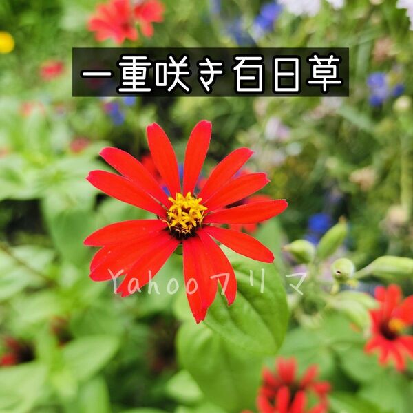 一重咲き百日草(ジニア) 赤 花の種 50粒以上
