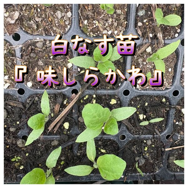 白なす苗『味しらかわ』4株+おまけ1