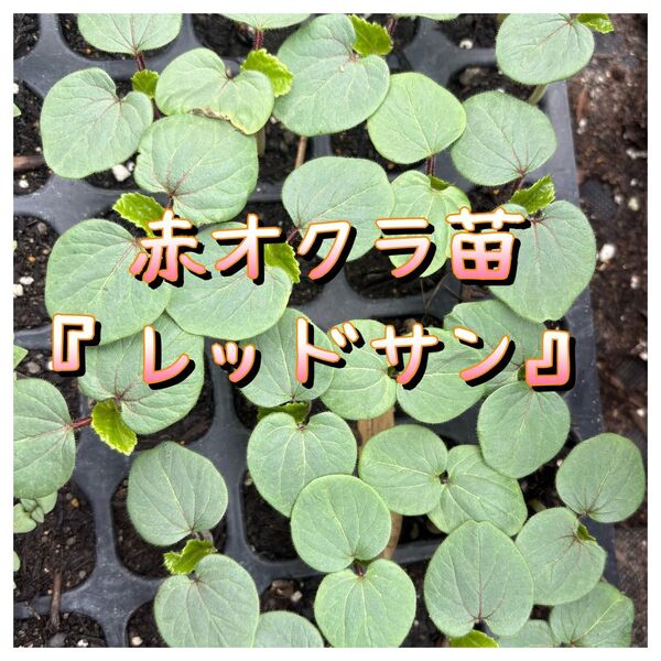 赤オクラ苗『レッドサン』 2株