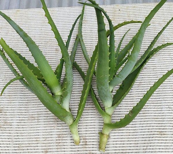 無農薬・キダチアロエ株2株・オマケ付き