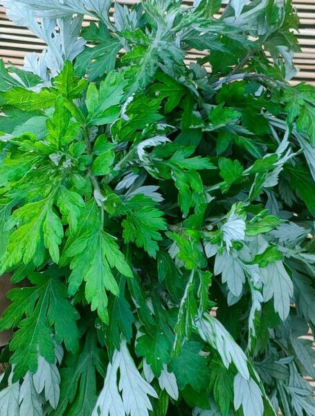 無農薬・新鮮な葉っぱ付きヨモギ枝・約20本