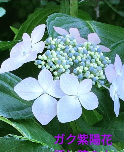 ガクアジサイ 挿し穂・約8本