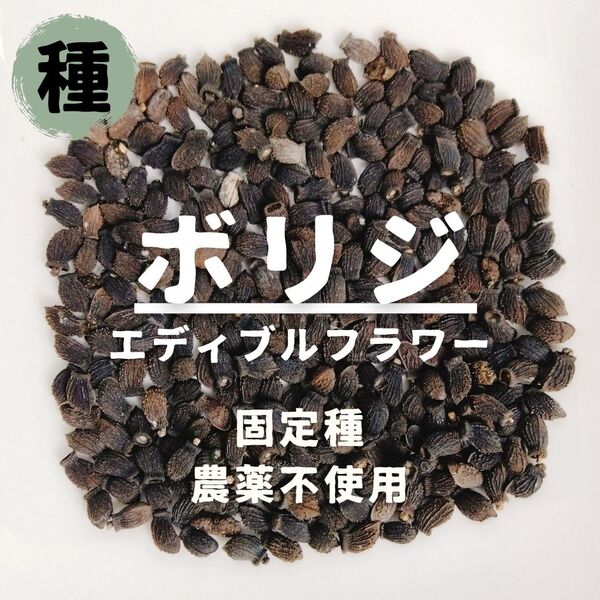 【種】ボリジ(エディブルフラワー用) 農薬不使用 10粒