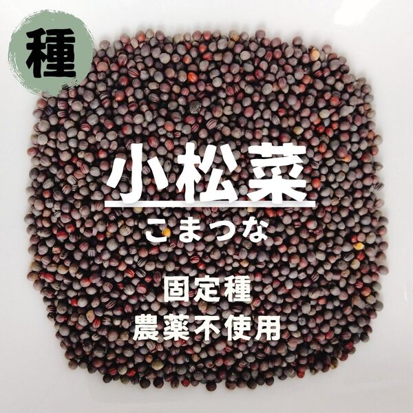 【種】こまつな 小松菜 農薬不使用 150粒
