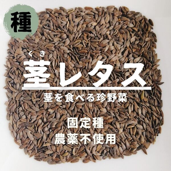 【種】茎レタス ステムレタス 農薬不使用 100粒