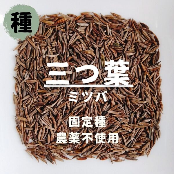 【種】三つ葉 ミツバ 農薬不使用 100粒