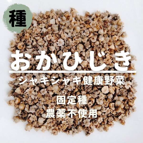 【種】おかひじき 農薬不使用 100粒