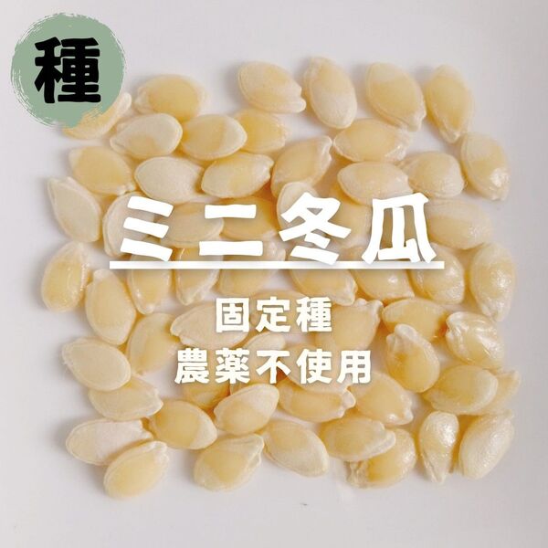 【種】ミニ冬瓜 とうがん 農薬不使用 20粒