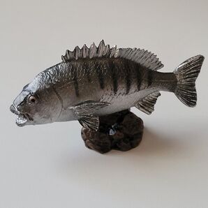 クロダイ 「チヌ」 フィギュア