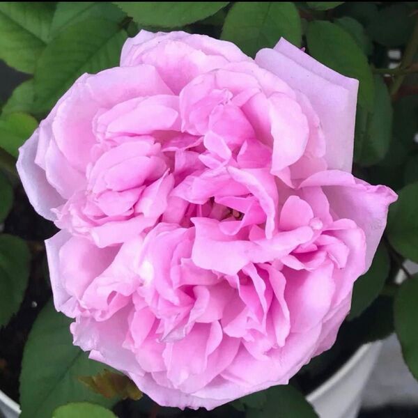 【庚申薔薇】コウシンバラ 食用バラ 挿し木用挿し穂 5本