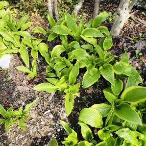 斑入ギボウシお任せ抜き苗3本