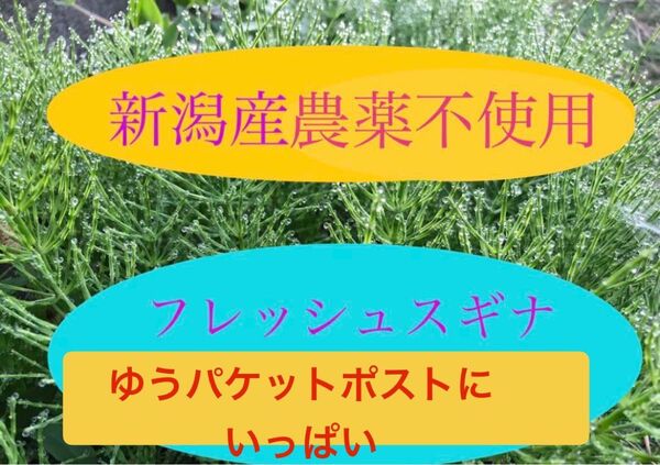 新潟産 農薬不使用 フレッシュスギナ ゆうパケットポストにいっぱい