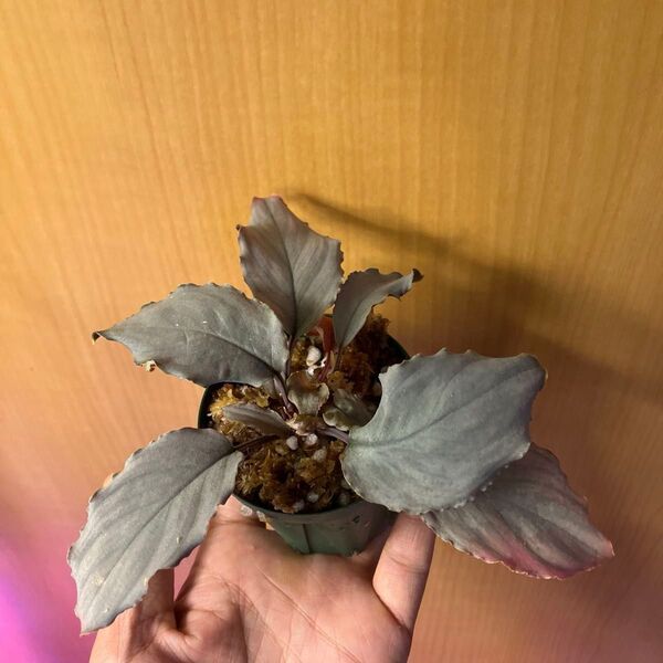 Homalomena sp. Platinum Frill ホマロメナ プラチナムフリル②