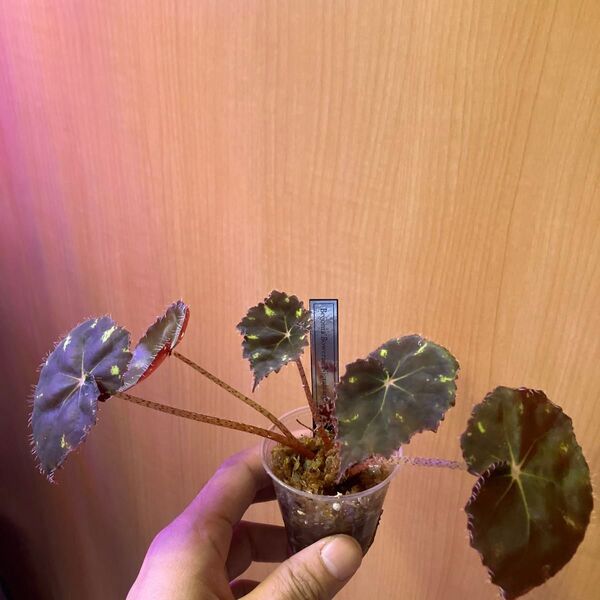 ベゴニア ボウエレ ニグラマルガ Begonia Bowerae Nigramarga