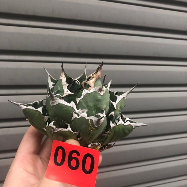 060 多肉植物 【特選】アガベ チタノタ姫厳竜強棘