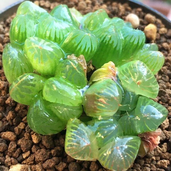 【激安】オブツーサ 子株 群生 ハオルチア 良株 美株 丈夫 多肉植物 観葉植物 大人気 高品質