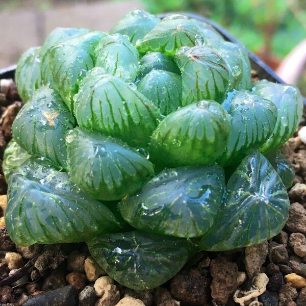 【激安】オブツーサ 丸粒 エメラルドグリーン ハオルチア 良株 美株 丈夫 人気 多肉植物 高品質