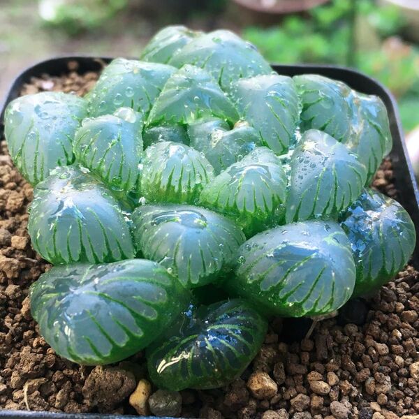 【激安】オブツーサ ハオルチア 良株 美株 丈夫 多肉植物 観葉植物 高品質