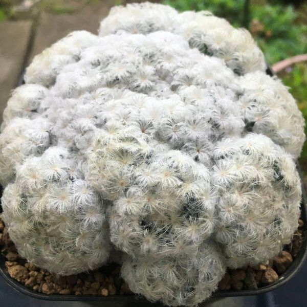 【激安】白星 特大株 群生 子吹き多数 サボテン ハオルチア 良株 美株 多肉植物 観葉植物 大人気 高品質 マミラリア