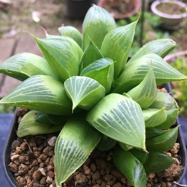【激安】グリーンレツーサ 極太葉 子株付き ハオルチア サボテン 多肉植物 観葉植物 丈夫 育てやすい 増えやすい 高品質