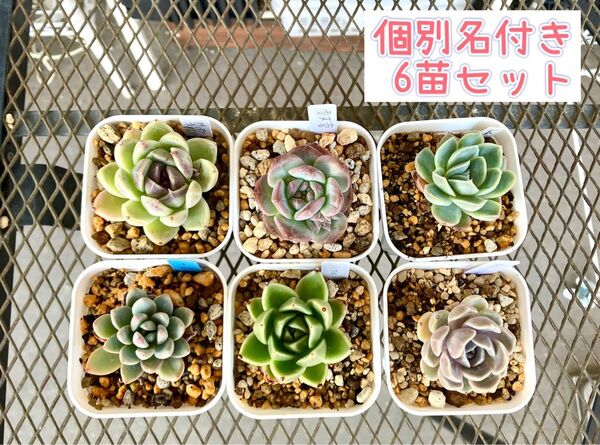A 多肉植物 エケベリア カット苗 名前あり セット 詰め合わせ 寄せ植え 多肉弁当