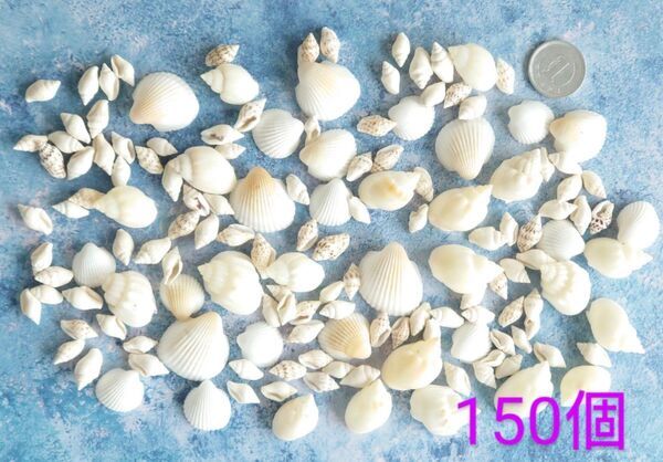 貝殻 150個 1~2.5cm
