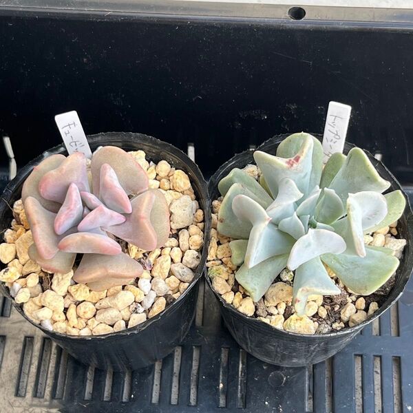 多肉植物 キュービックフロスト トップシータービー 抜き苗