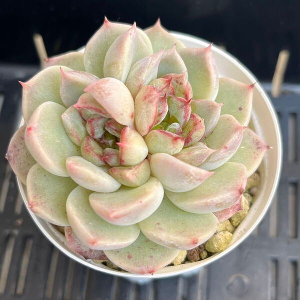 多肉植物 レッドベルベット 抜き苗