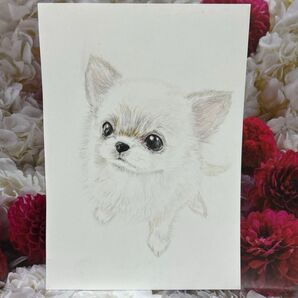チワワ 色鉛筆画 原画 A5