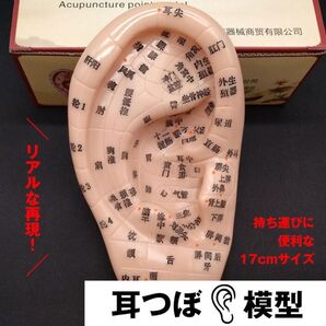 耳つぼ 模型 耳つぼジュエリー 耳模型 17cm