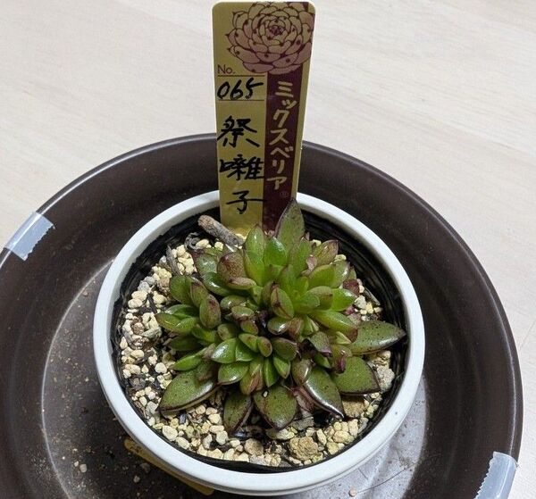 多肉植物 おらいさん苗 祭囃子 札付き、鉢付き