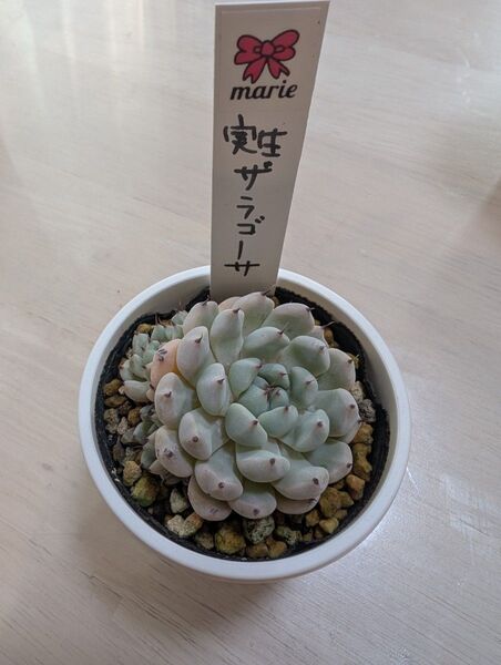 多肉植物 マリエさん苗 実生ザラゴーサ
