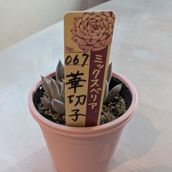 おらいさん苗 華切子 札付き、鉢つき