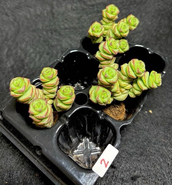 セール中!多肉植物★クラッスラ★数珠星★②★銭串★抜き苗3株セット★レア品種★人気品種★寄せ植えにも!画像の苗全部です!