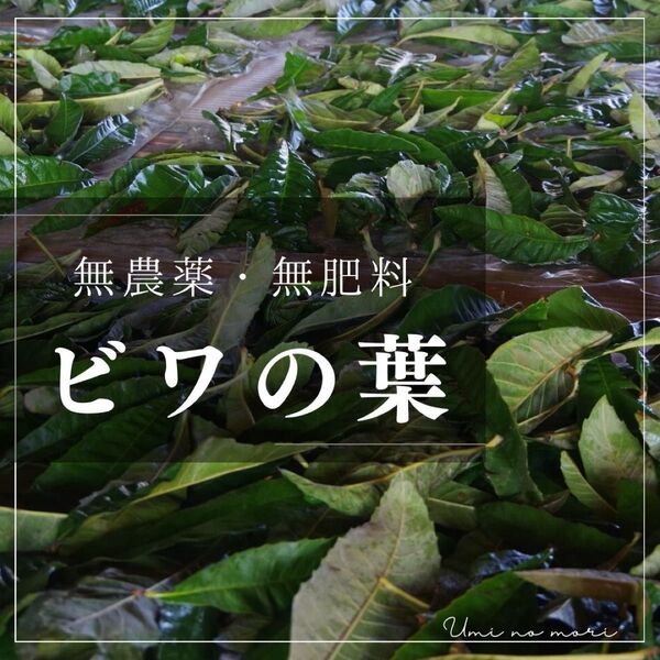 【無農薬無肥料】ビワの葉 ドライ80g