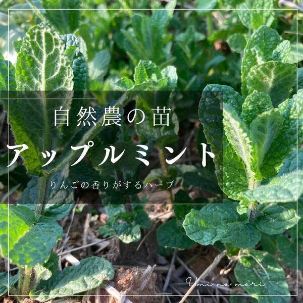 【自然農】アップルミントの抜き苗 10本