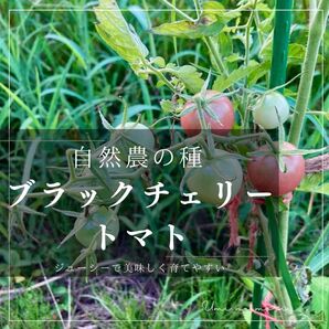 【自然農】ブラックチェリートマトの種