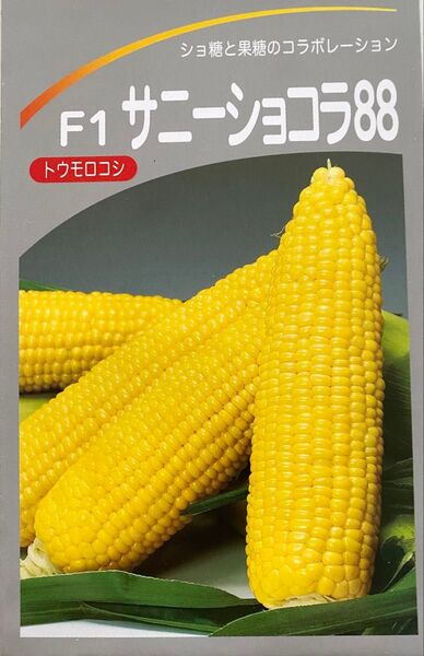 別格の甘さ とうもろこし サニーショコラ88 種子1000粒