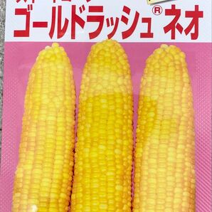 みわくのコーン ゴールドラッシュネオ種子1000粒